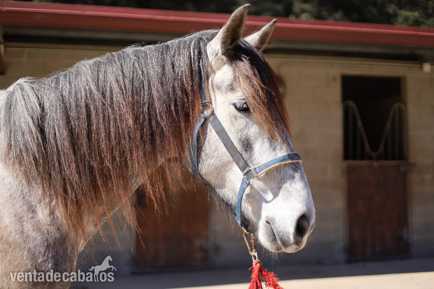 Caballos Capados EMPTY - En venta caballo español 4 años