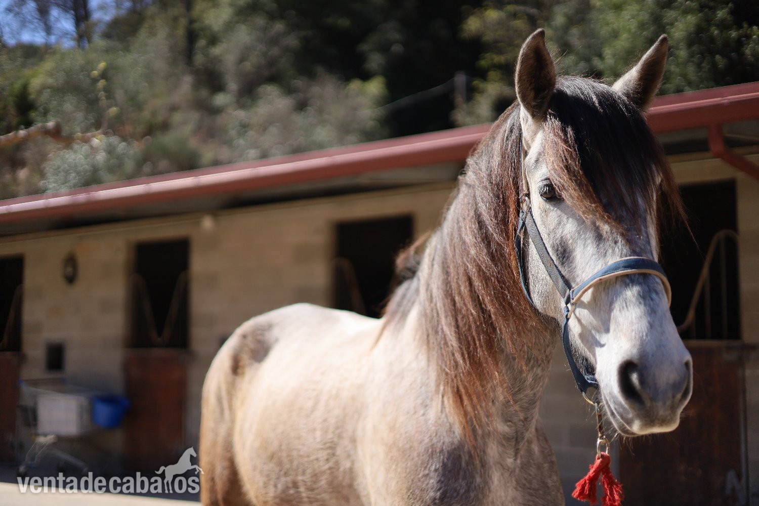 En venta caballo español 4 años - Caballos Capados EMPTY