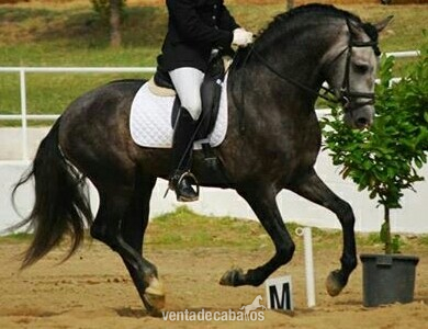 caballo de concurso in 