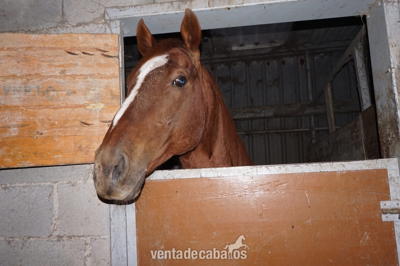 vendo semental PSI in 