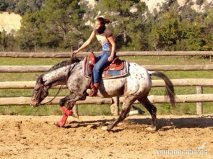 Appaloosa de deporte in 