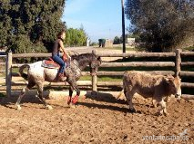 Appaloosa