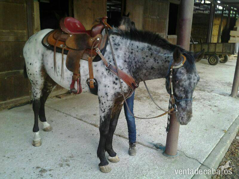 Appaloosa {TYPE}