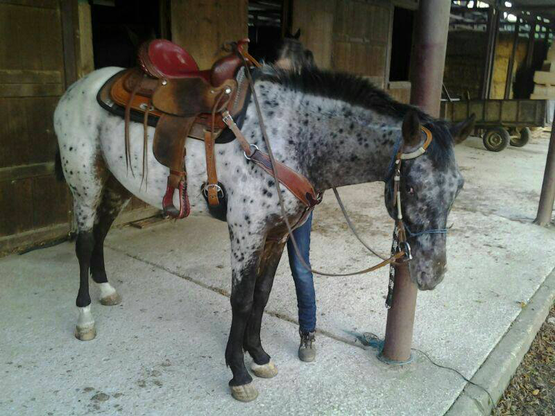 Appaloosa {TYPE}