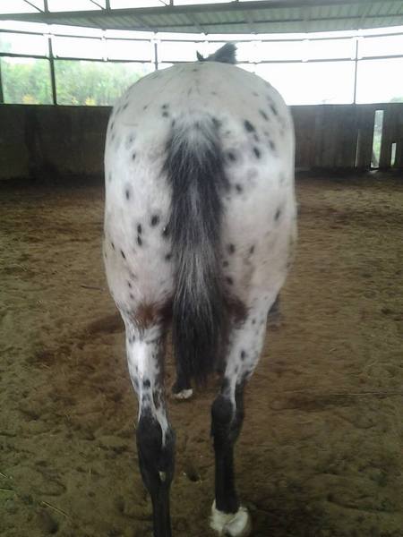 Caballos Capados Appaloosa - Appaloosa de deporte