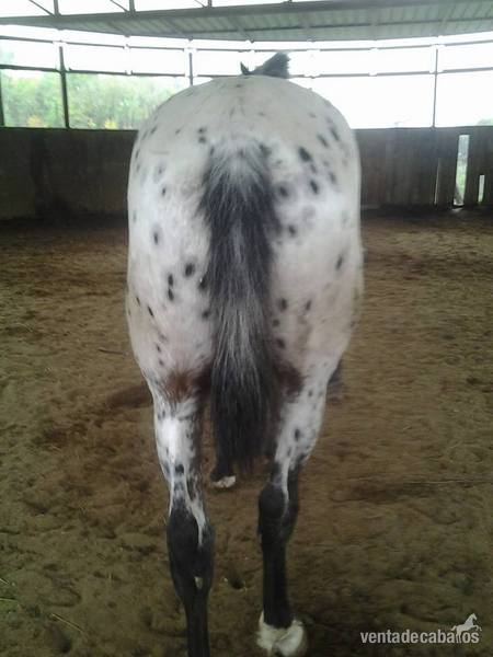 Caballos Capados Appaloosa - Appaloosa de deporte