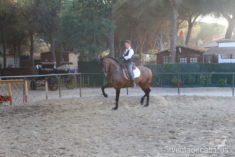 Caballos Pura Raza Española (P.R.E.) Pura Raza Española - CABALLO CASTAÑO PRE DE 6 ANOS DE EDAD. GANADERIA DE LA ROSA CON 1,67 DE TALLA, MUY BUEN CARACTER Y REALIZANDO EJERCICIOS COMO PASAGGE , PASO ESPAÑOL, PIAFF ETC... CON MUCHA CLASE Y CALIDAD.