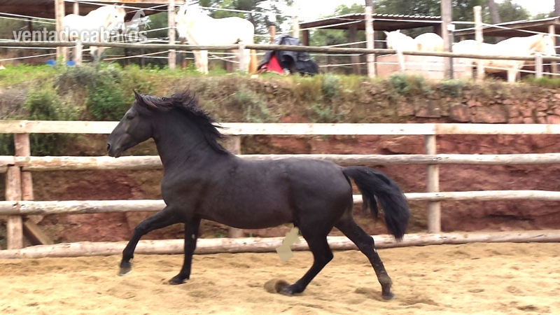 CABALLO PRE NEGRO ESPECTACULAR in 
