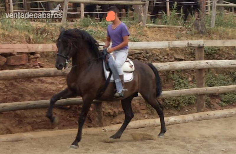 Caballos Pura Raza Española (P.R.E.) Pura Raza Española - CABALLO PRE NEGRO ESPECTACULAR