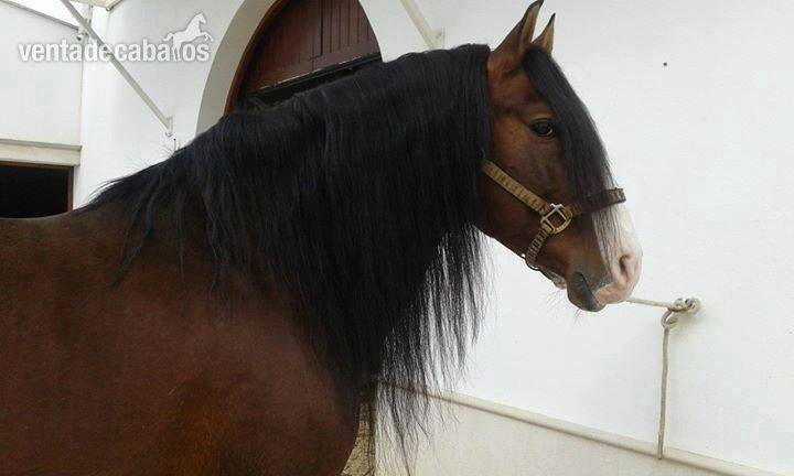 Caballo Semental PRE  in 