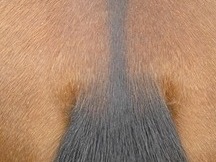 Caballo Semental PRE