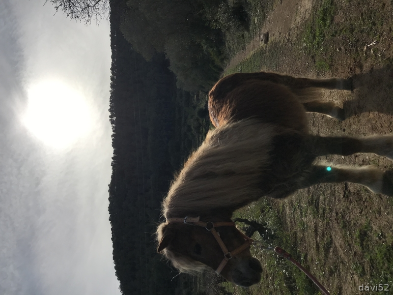 Ponis A Baratas in 
