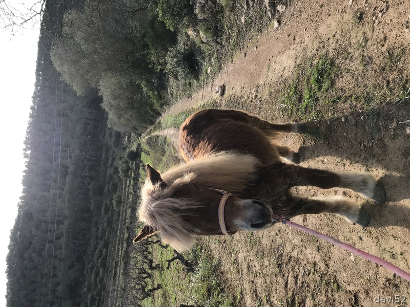 Pony