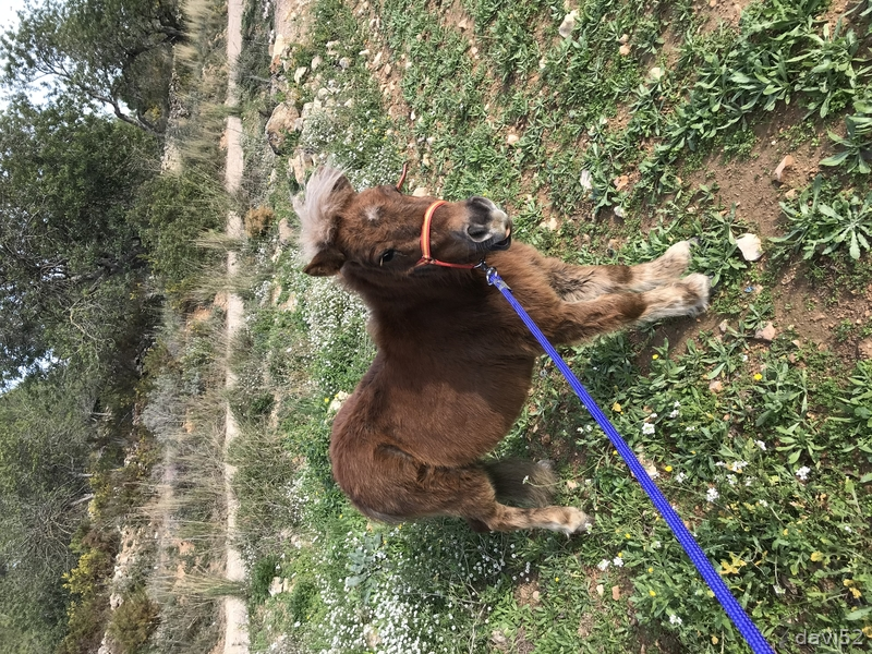 Pony {TYPE}