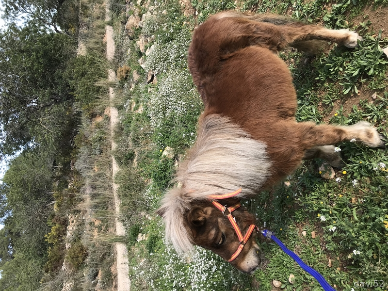 Ponis Pony Club Pony - Ponis A Baratas