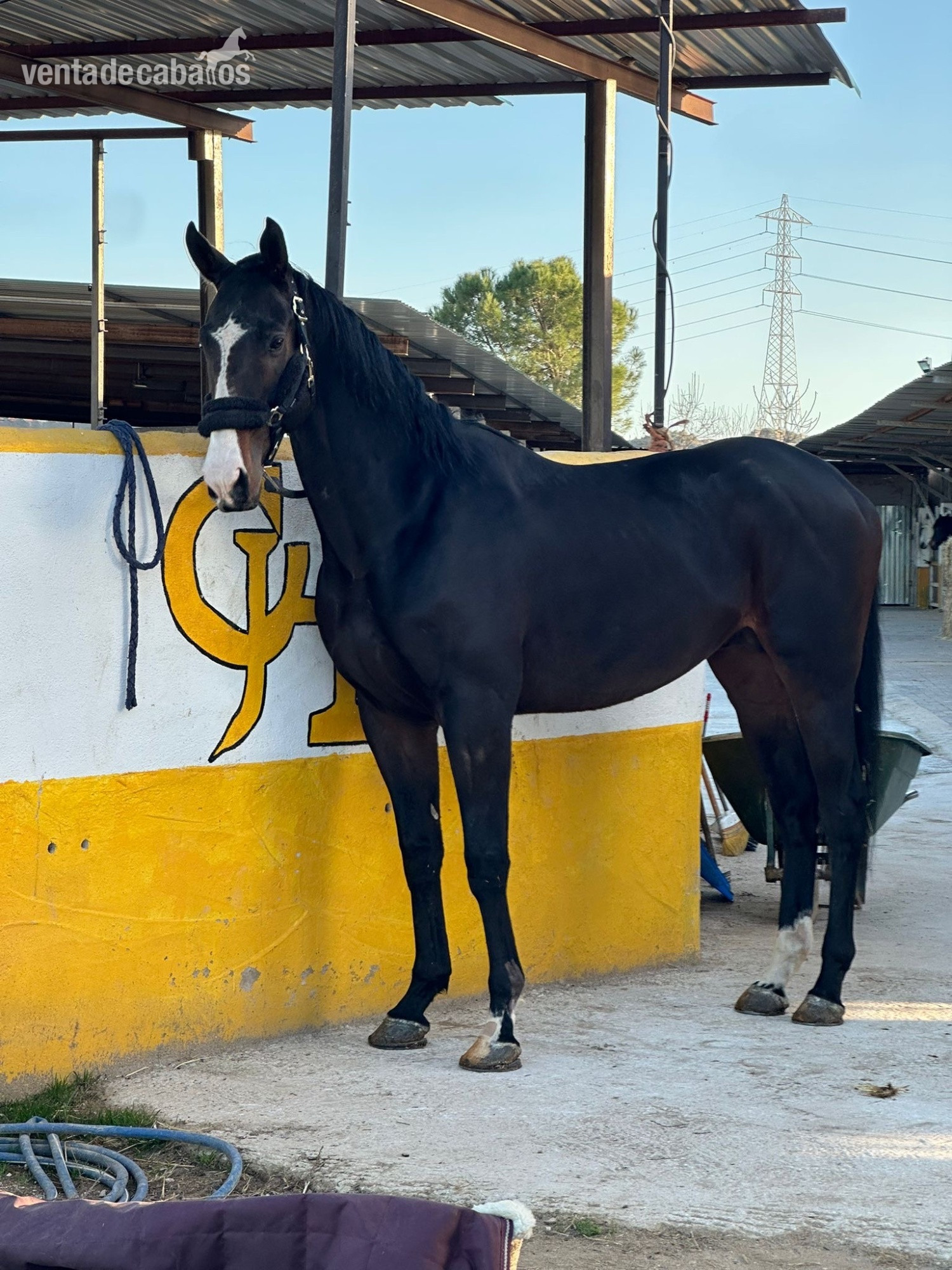 Se vende caballo entero PSI  in 