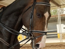Se vende caballo entero PSI 
