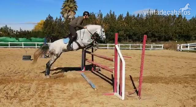 Excelente yegua de deporte  in 