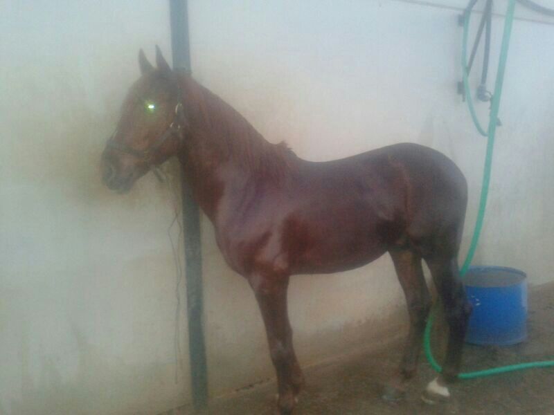 Cruzado {TYPE}