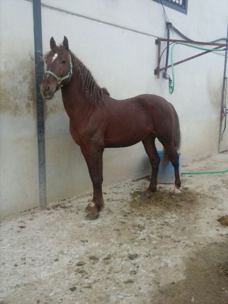 vendo caballo cruzado - Caballos Enteros Cruzado