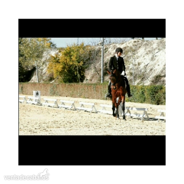 Caballo cruzado castaño in 