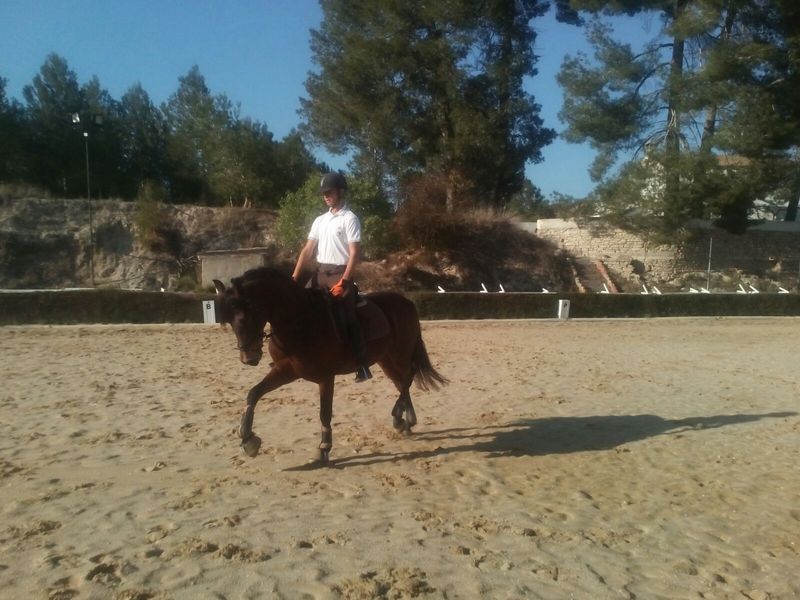 Caballos Capados Cruzado - Caballo cruzado castaño