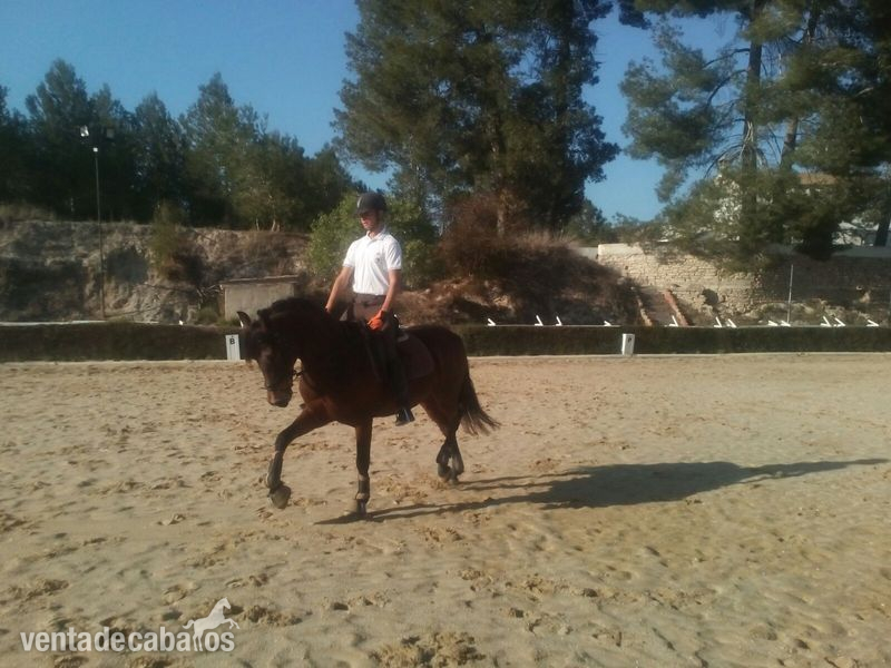 Caballos Capados Cruzado - Caballo cruzado castaño