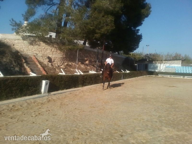 Caballo cruzado castaño - Caballos Capados Cruzado