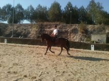 Caballo cruzado castaño