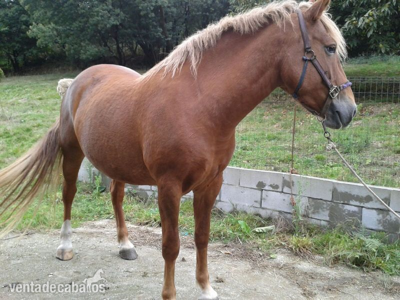 cruzado panchita {TYPE}