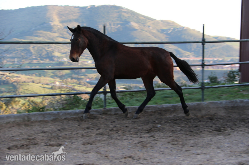 potra pre castaña - Caballos Pura Raza Española (P.R.E.) Pura Raza Española