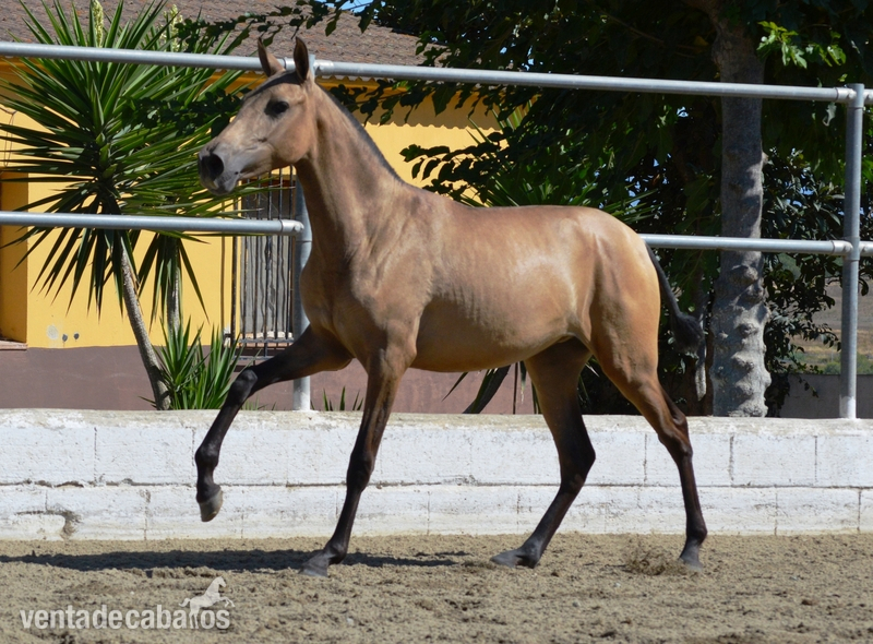 Caballos Pura Raza Española (P.R.E.) PRE - POTRA BAYA PRE 1 AÑO