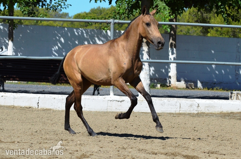 POTRA BAYA PRE 1 AÑO - Caballos Pura Raza Española (P.R.E.) PRE