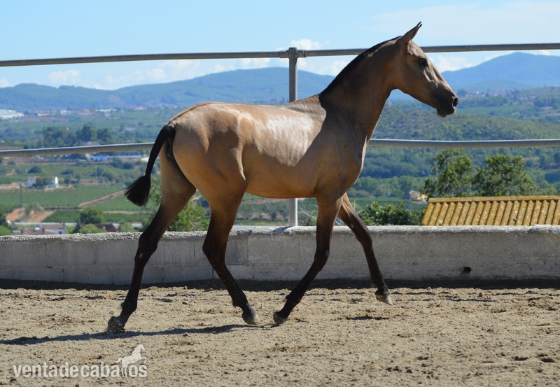 POTRA BAYA PRE 1 AÑO - Caballos Pura Raza Española (P.R.E.)