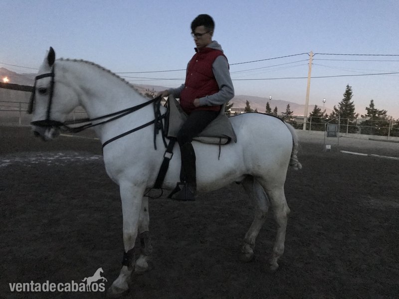 Busco trabajo con caballos  in 