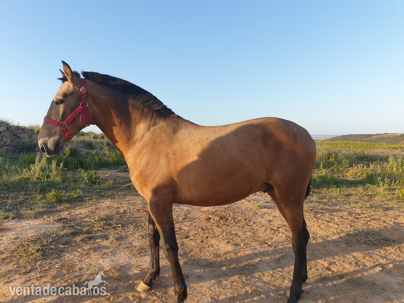 Se vende potro  bayo  in 