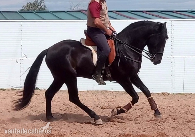 EN VENTA CABALLO PURA RAZA ESPAÑOL NEGRO  in 