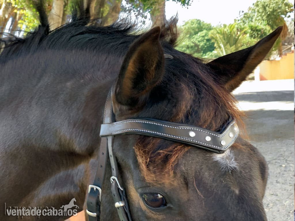  Frontalera Diadem Lazypony en forma de V, Cristal V-shaped browband
