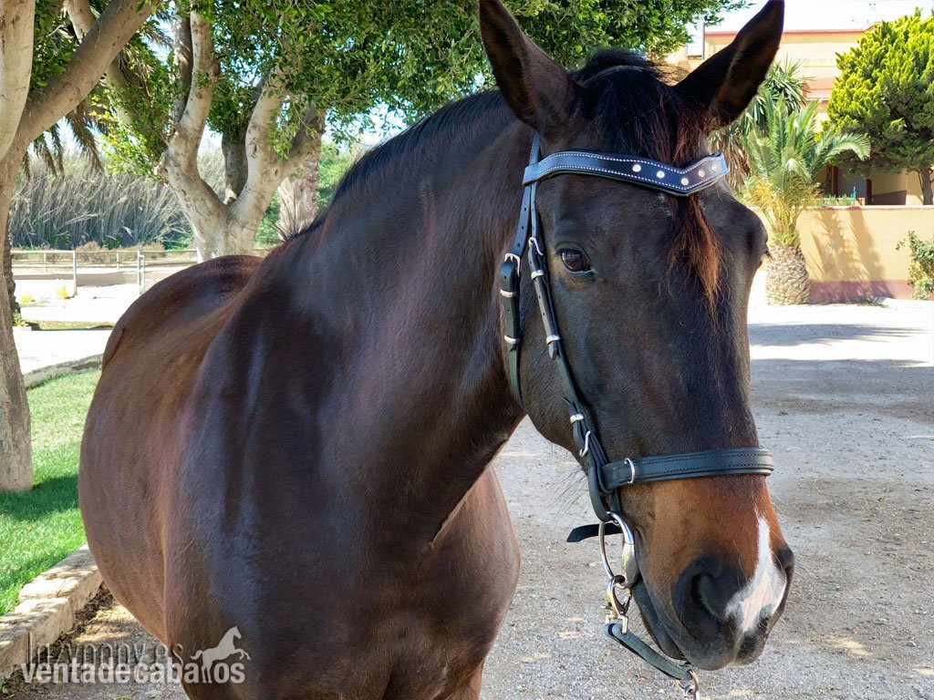 Frontalera Diadem Lazypony en forma de V, Cristal V-shaped browband - Artículos de hípica in 