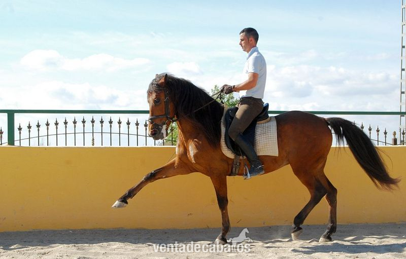 Caballo Español castrado / CABALI in 