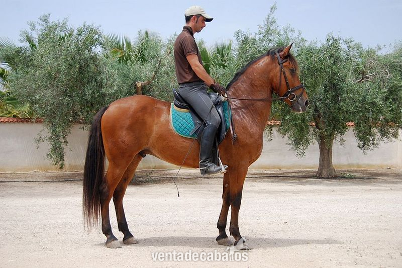 Cruzado {TYPE}