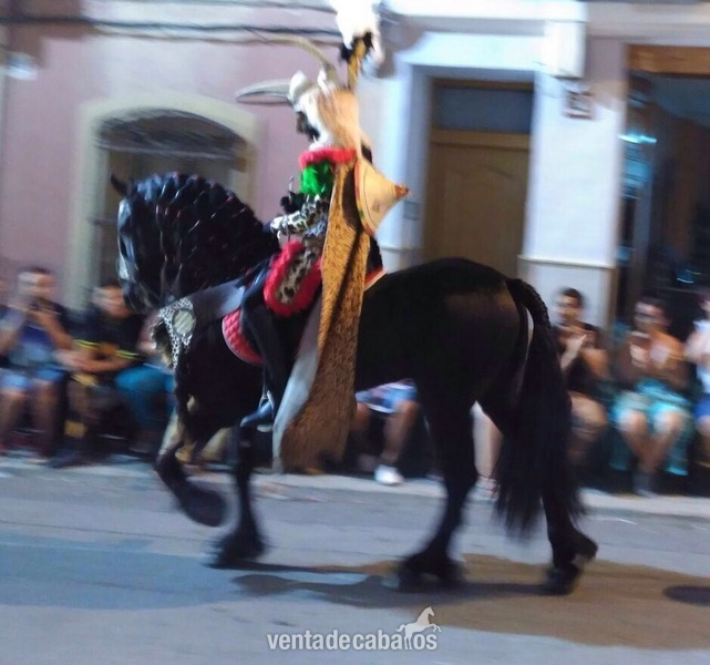 Caballos Enteros FRISÓN - FRISÓN BUENO Y ESPECTACULAR