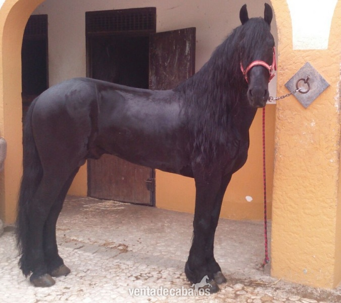 FRISÓN BUENO Y ESPECTACULAR - Caballos Enteros FRISÓN