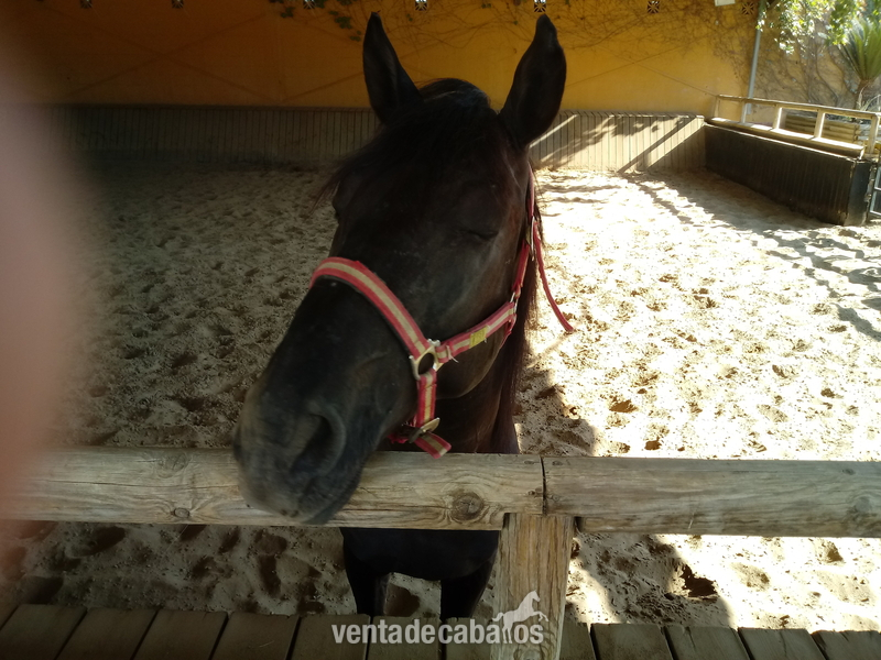 español negro capado in 