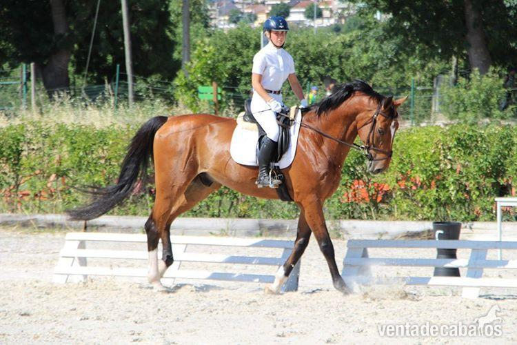 Caballos Capados Zandersheizede - Zandersheizede Desporto Oportunidad