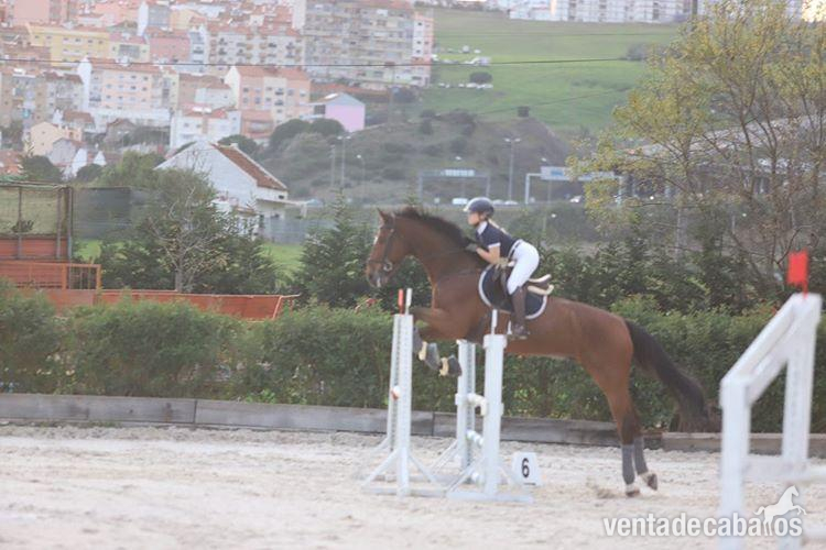 Zandersheizede Desporto Oportunidad - Caballos Capados Zandersheizede