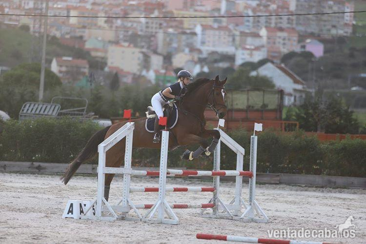 Zandersheizede Desporto Oportunidad - Zandersheizede