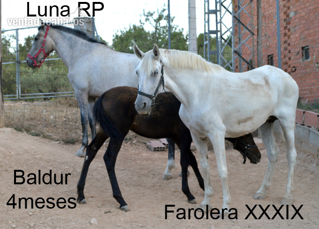 Yeguas y potros desde 800€