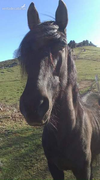 Caballo pura raza española con papeles te lo llevo donde tu quieras si te gusta  in 