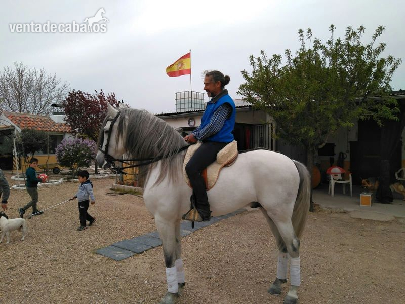 caballo PRE de 5 años in 